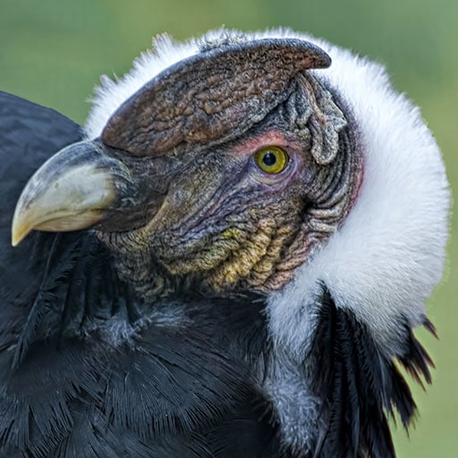 Andean Condor in Colombia Aviary