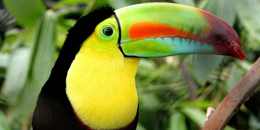 Toucan National Aviary Colombia