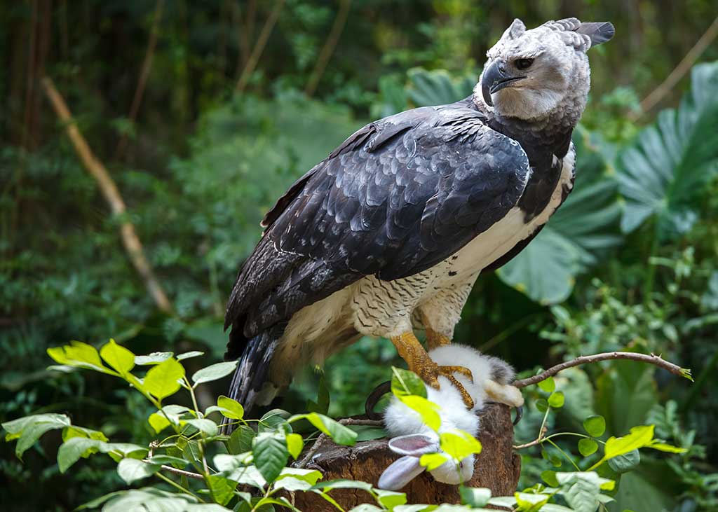 Harpy Eagle in Aviary