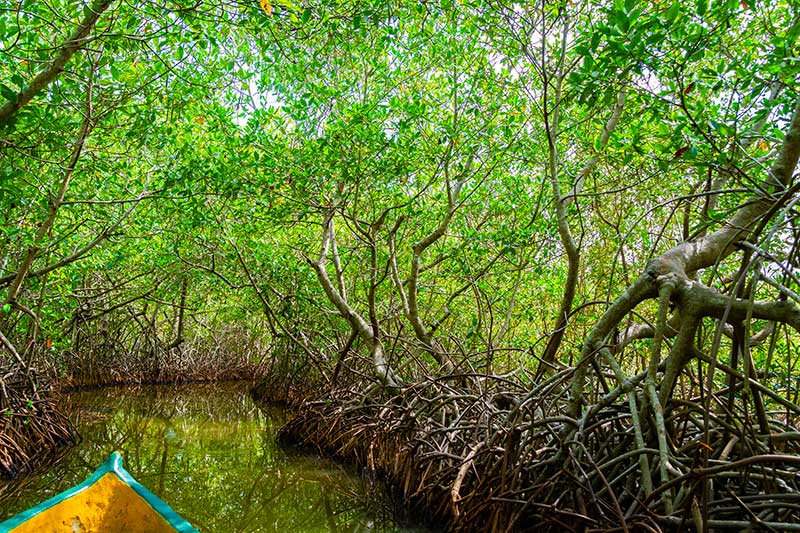 Excursions to the Mangroves • Cartagena Colombia Rentals