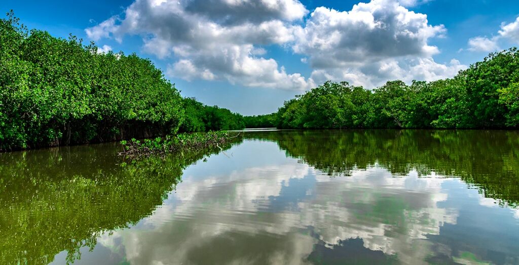 Excursions to the Mangroves • Cartagena Colombia Rentals